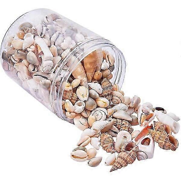 Seashell Mix Large Seashells Crafts Decor Seashell Decor Snails Maritime Decor