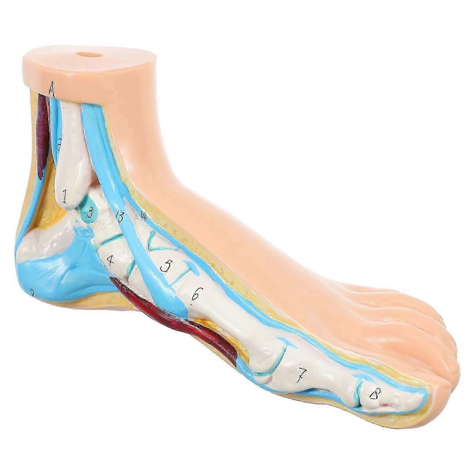 Vinyl Anatomical Foot Joint Model for UK Anatomy Study and Normal Foot Structure Learning