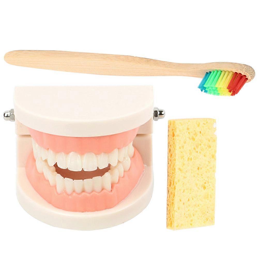 1 Set Standard Teeth Model Teaching Study Oral Education Tooth Demonstration Model