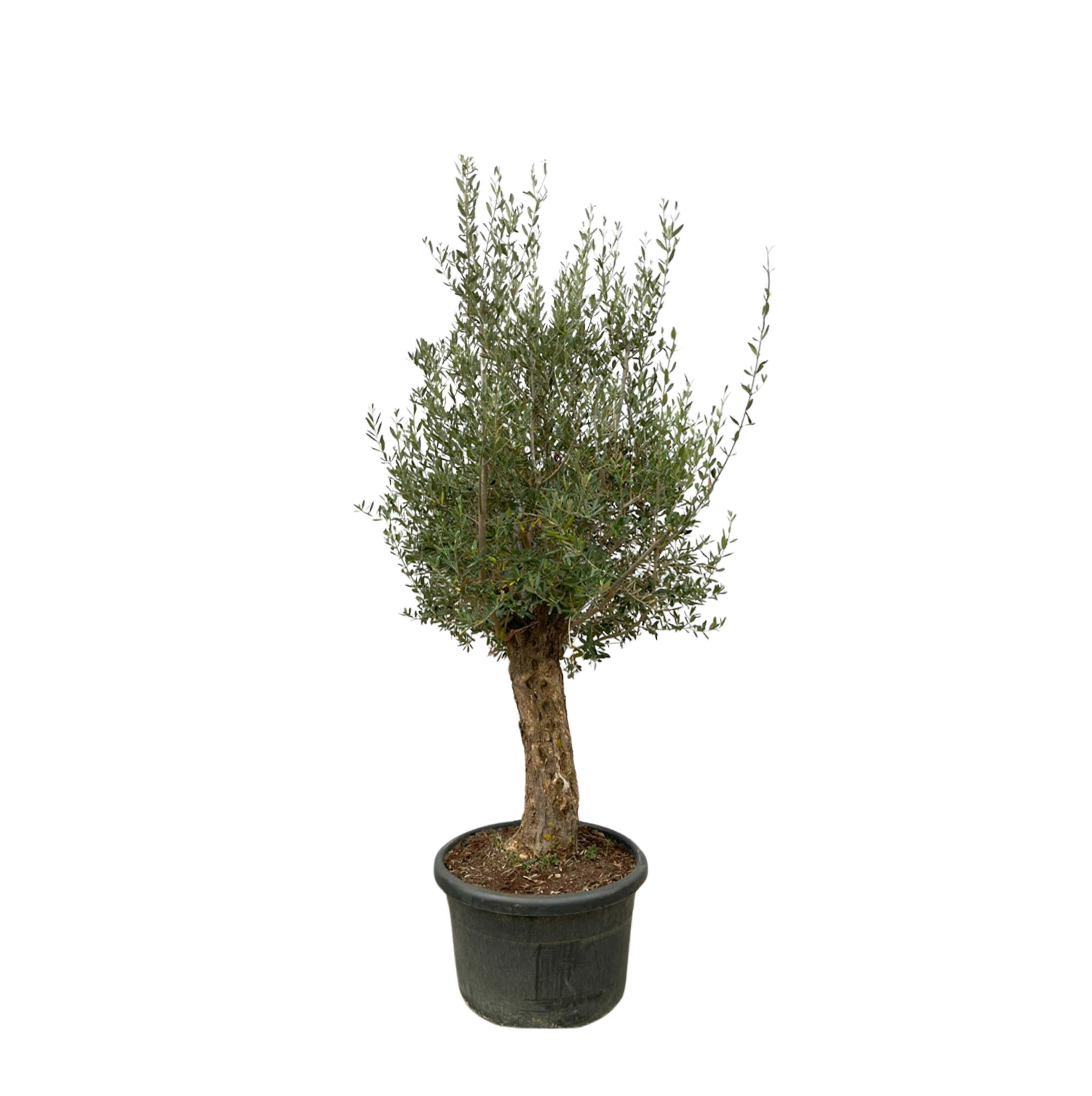 Olea Europaea Bonsai - 240-250cm - Ø65cm