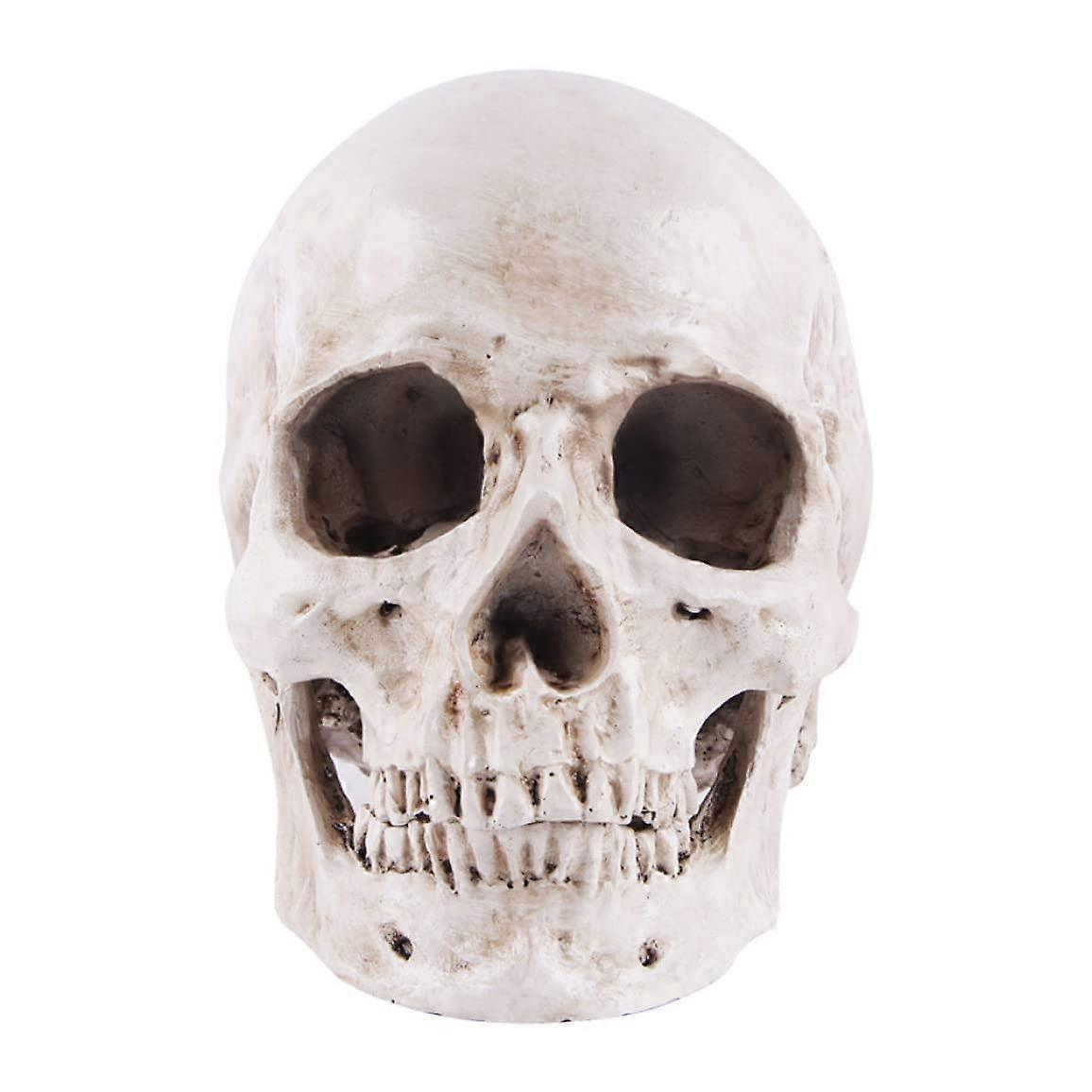 Halloween Realistic Skull Anatomical Skeleton LifeSize Replica Human Skull Head Bone Model