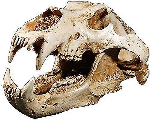 Polar bear skull model, model skull head skeleton simulation resin craft 1:1 (Is the organ model required)
