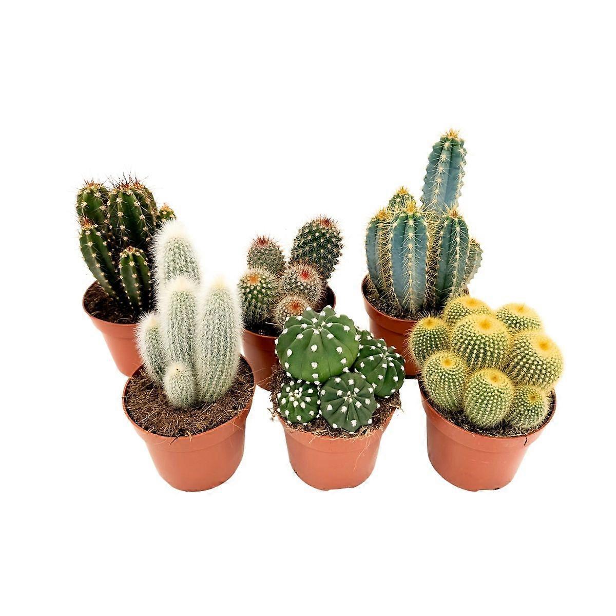 Cactus Mix - Set of 6 - Cactus - Height 15-20cm - ⌀10,5cm
