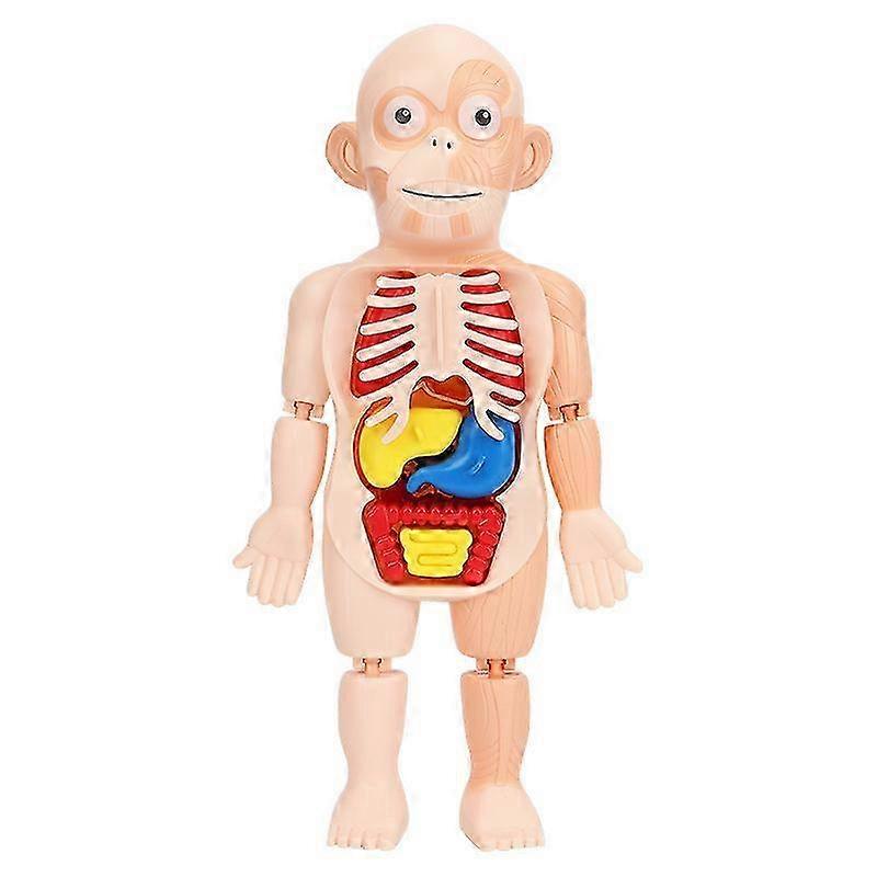 2026 3d Human Torso Anatomy Toy
