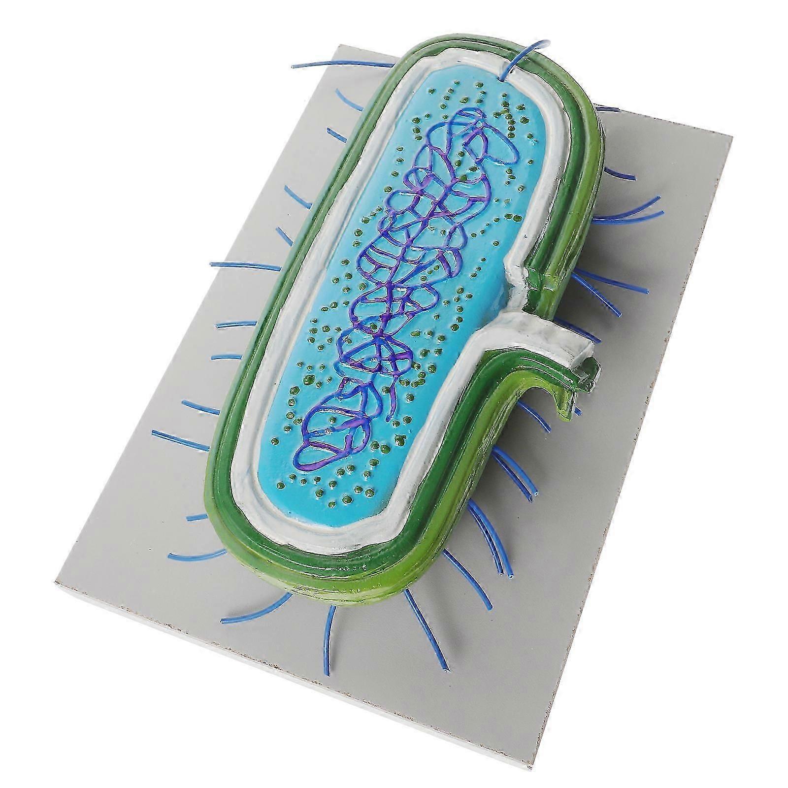 3D Bacteria Cell Model Educational Resource For Science Education Microorganisms 1Pack