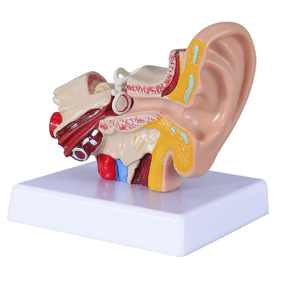 1.5 Times Human Ear Anatomy Model Showing Organs Structure of the Central and External Ears Demonst