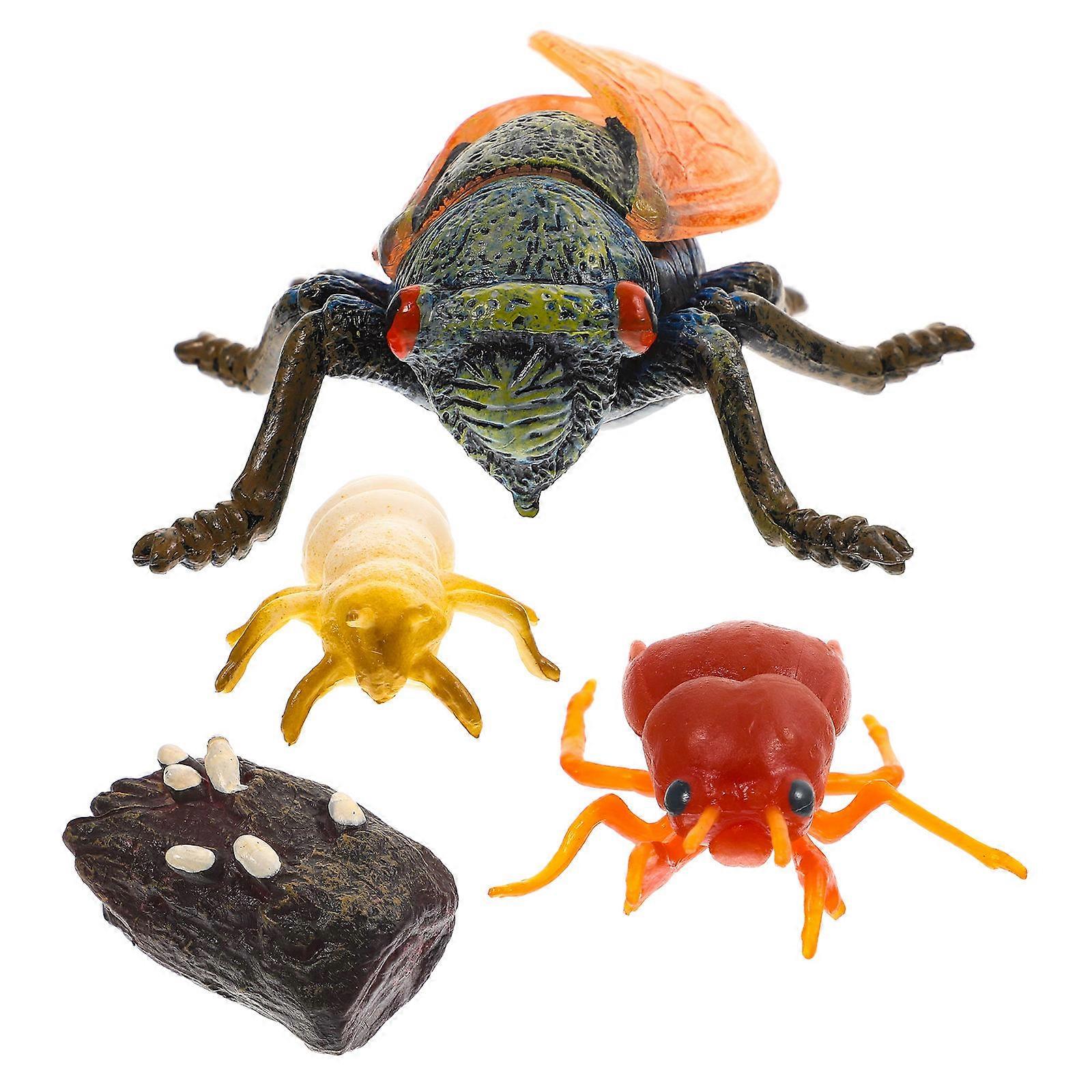 Cicada Growth Model Simulation Cicada Growth Cycle Models for Kids 5Sets
