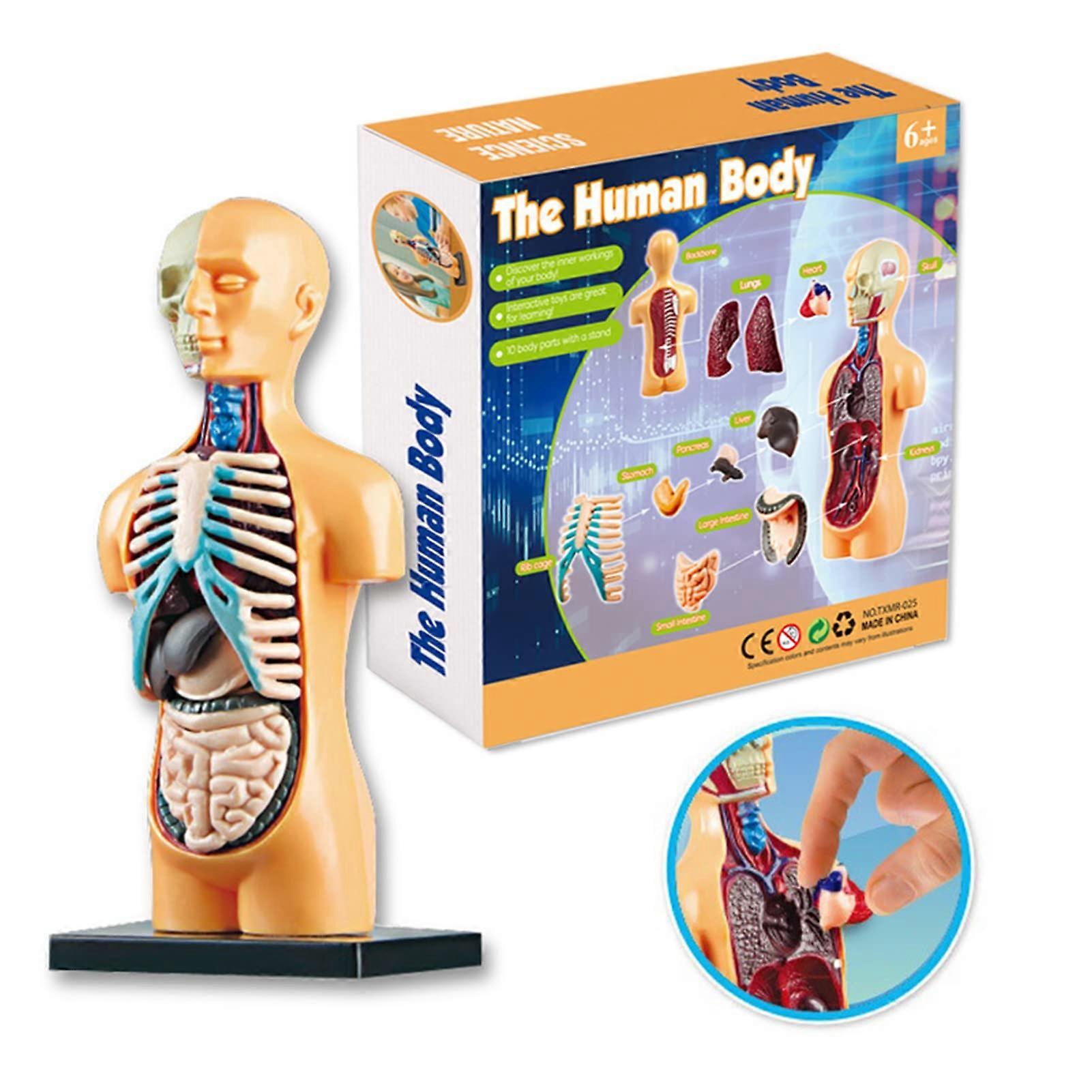 Human Anatomy Model with Removable Organs, Easy Snap Assembly STEM Educational Kit for Classroom