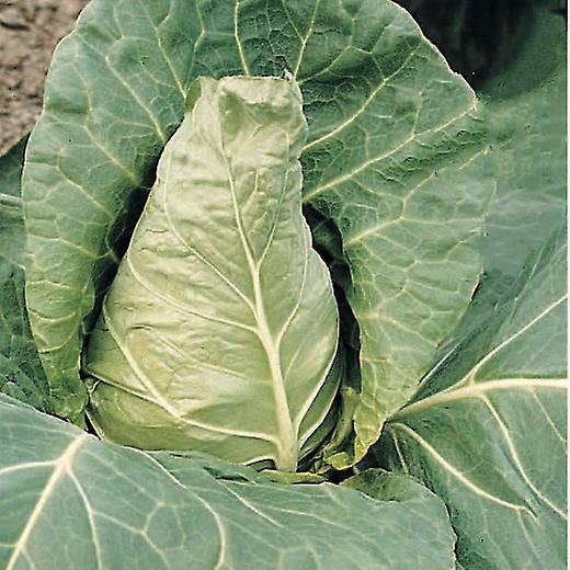 Kool Windhond. Compact en vroeg.