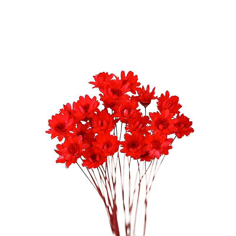 30pcs Daisy Preserved Flower