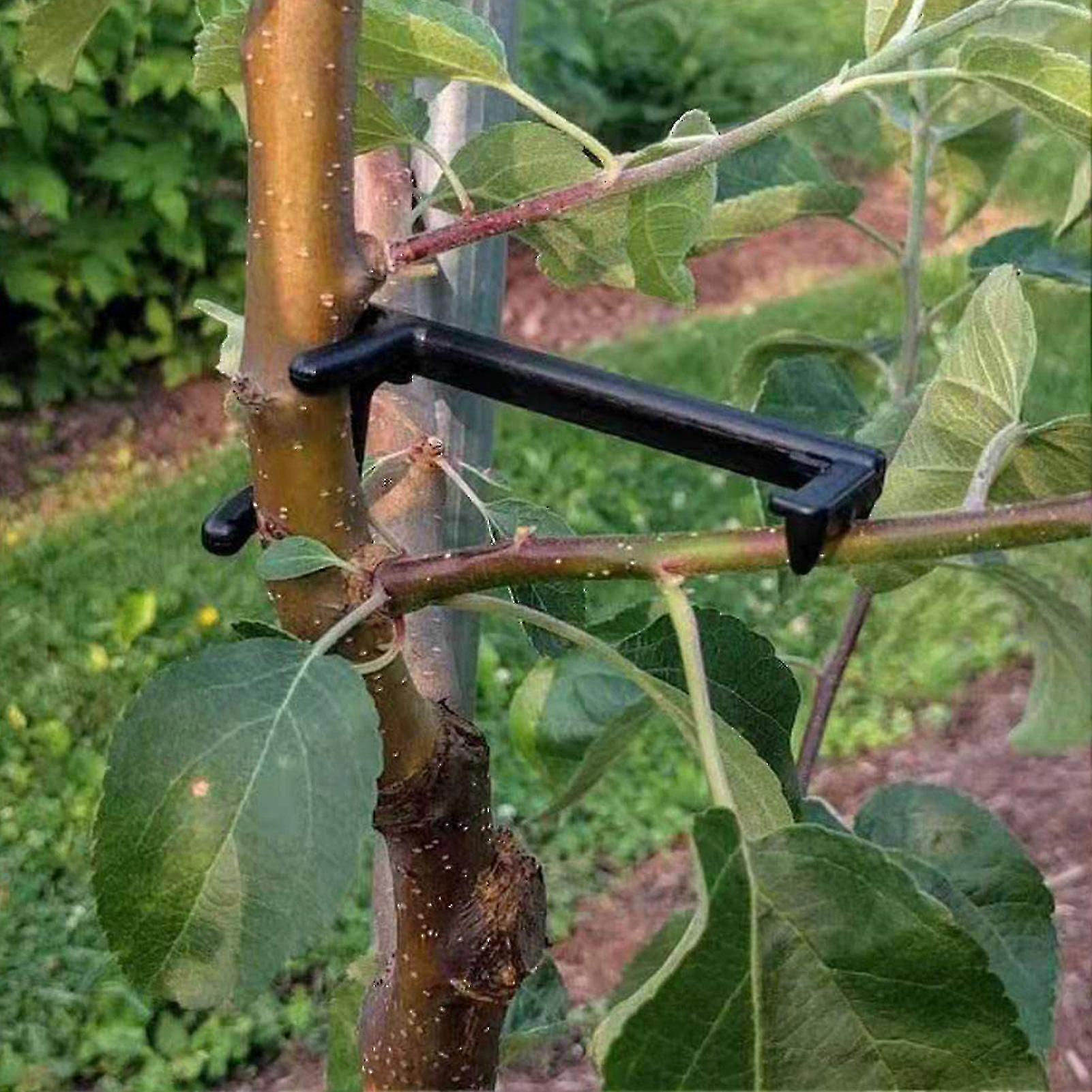 Fruit Tree Branch Spreader for Healthy Growth and Strong Crotch Angles