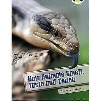 Bug Club Sachbuch Wie Tiere riechen, Schmecken und Berühren (weiß A / NC 5B)