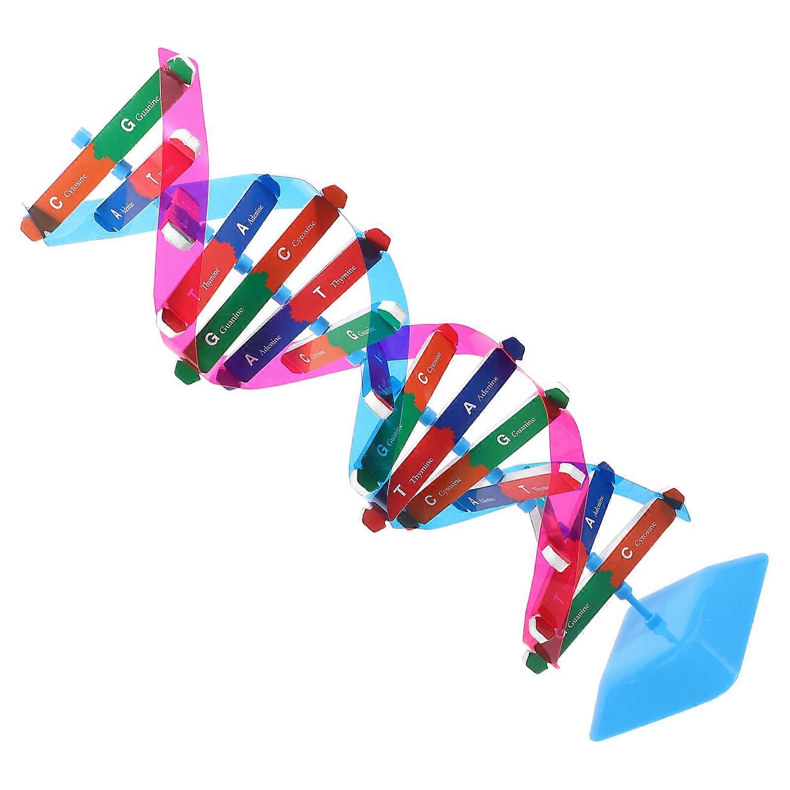 Biology Kit DNA Model Educational Tool Science Experiment Multi-Colored 1 Set