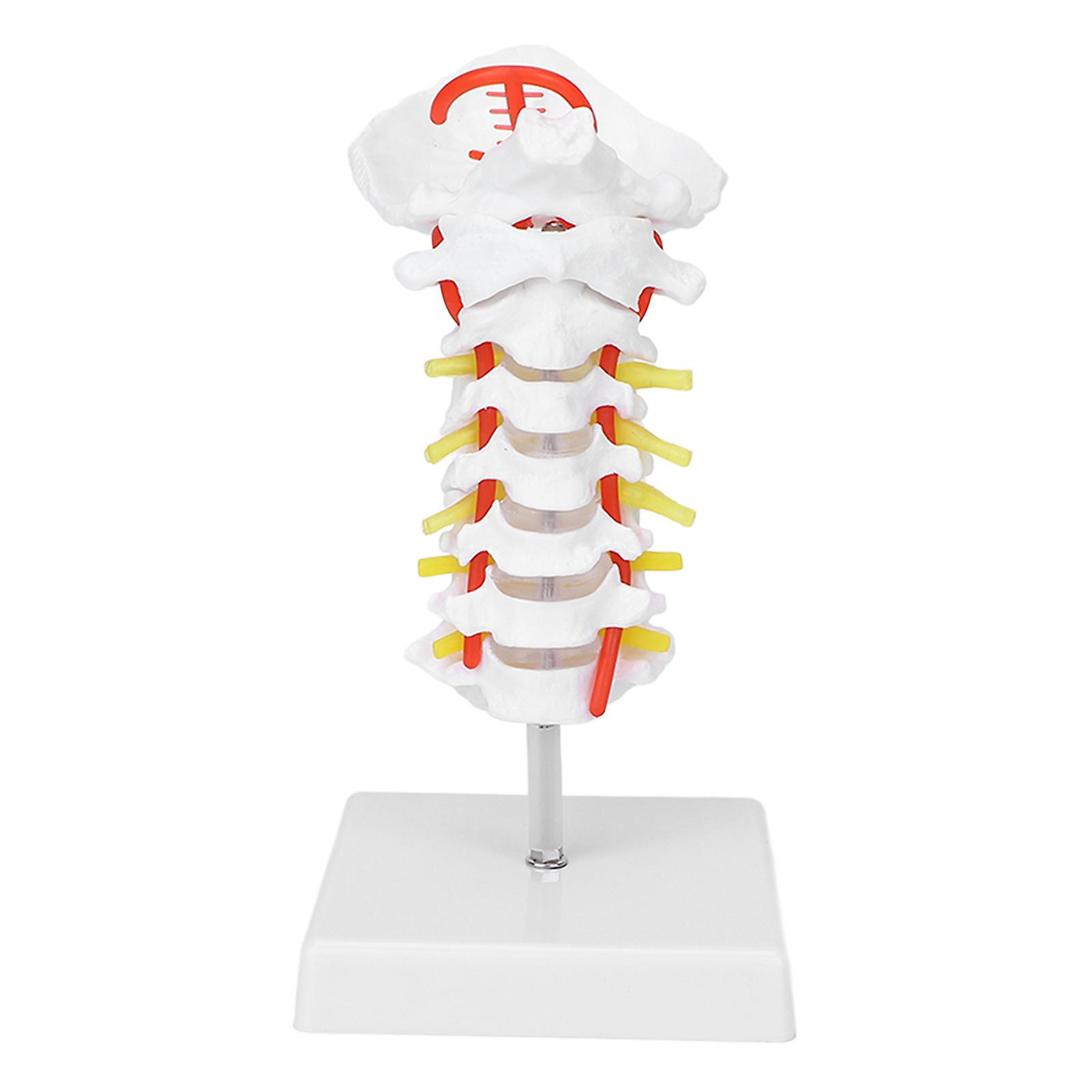 Cervical Vertebra Model Arteria Spine Spinal Nerves Anatomical Model for Science Classroom Study Teaching
