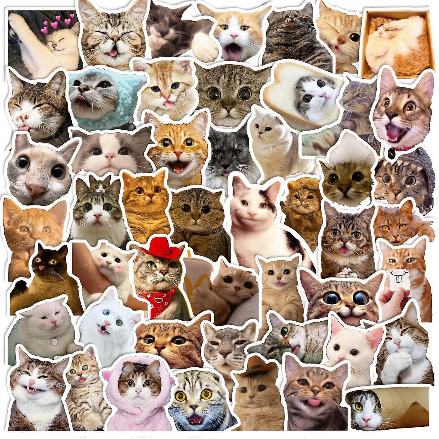 50 cute cat stickers