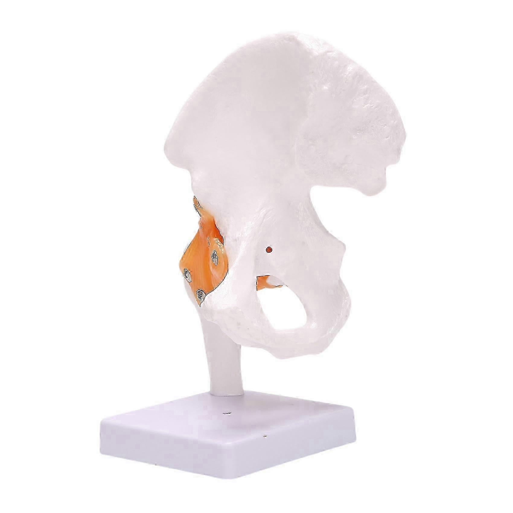2025 Life Size Hip Bone Model - Hip Joint Model with Flexible Ligaments and Bony Landmarks Human Hip Joi