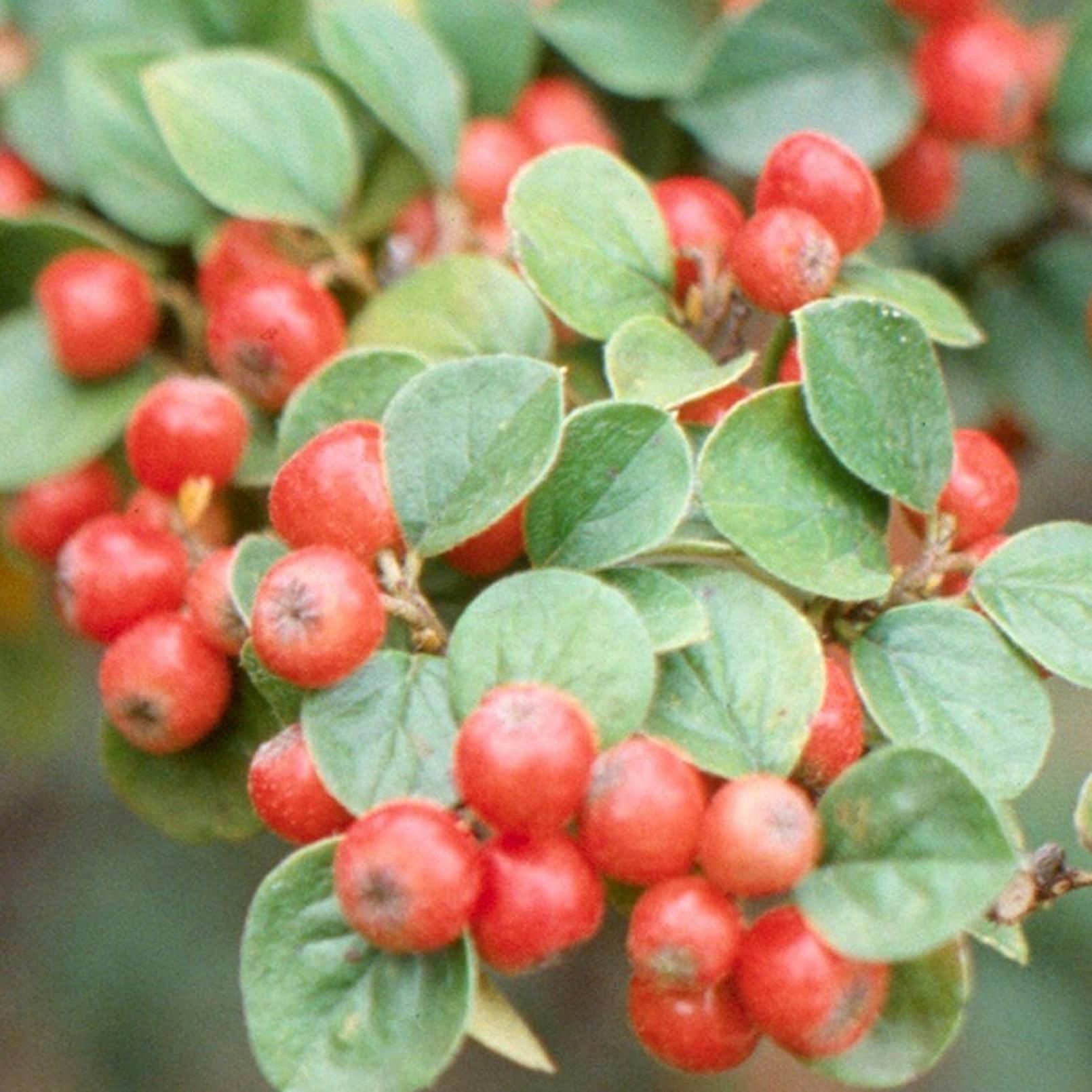 Cotoneaster Splendens. Nagyon jóképű növény.