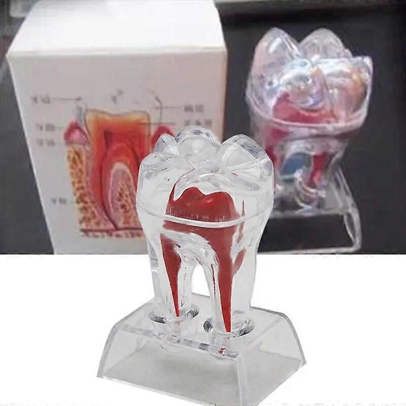 Dentist Dental Crystal Base Hard Plastic Teeth Tooth Molar Model Separable Dental Teeth Model