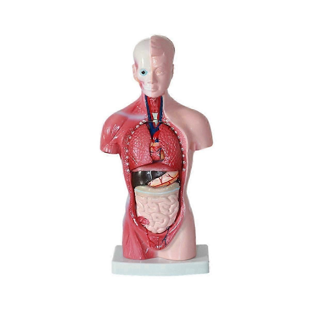11 Inch Human Torso Body Model Anatomy Anatomical Internal Organs compatible with Student Teaching Study Assemb