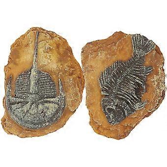 2Pcs Schlange Reptilien Box Ornamente kreative Reptilien Box Dekore DIY Terrarium Dekore