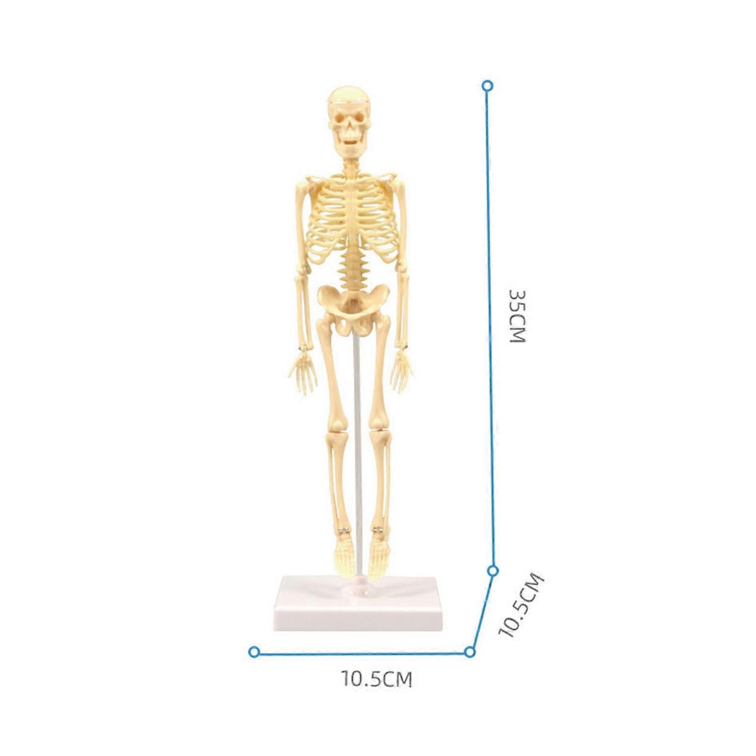 Human Body Model Skeleton Simple Assembly Learning Tool Kit Anatomy Model Display STEM Educational G