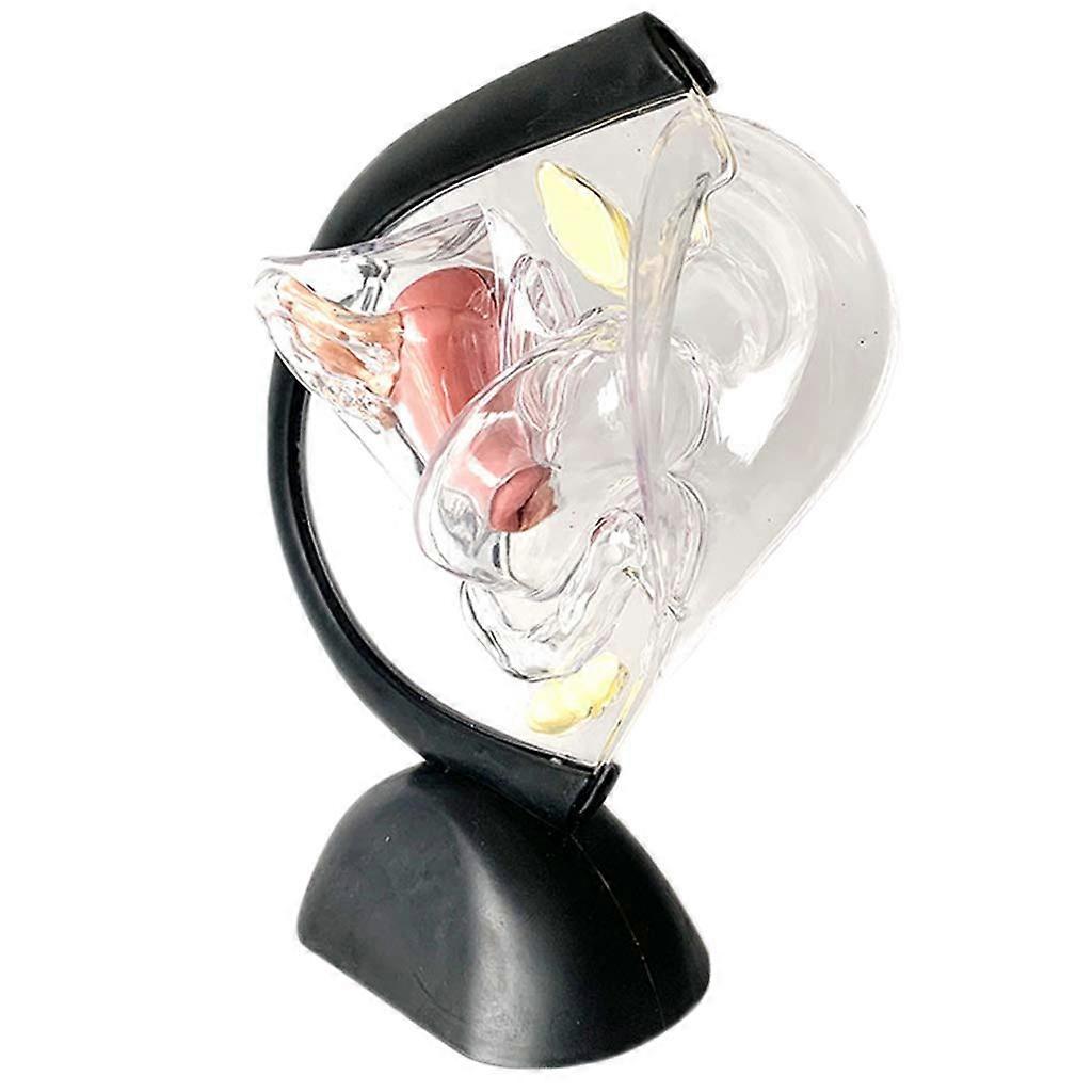 Uterus Model Anatomical Human Organ Transparent Pathological Uterus Reproductive System Model