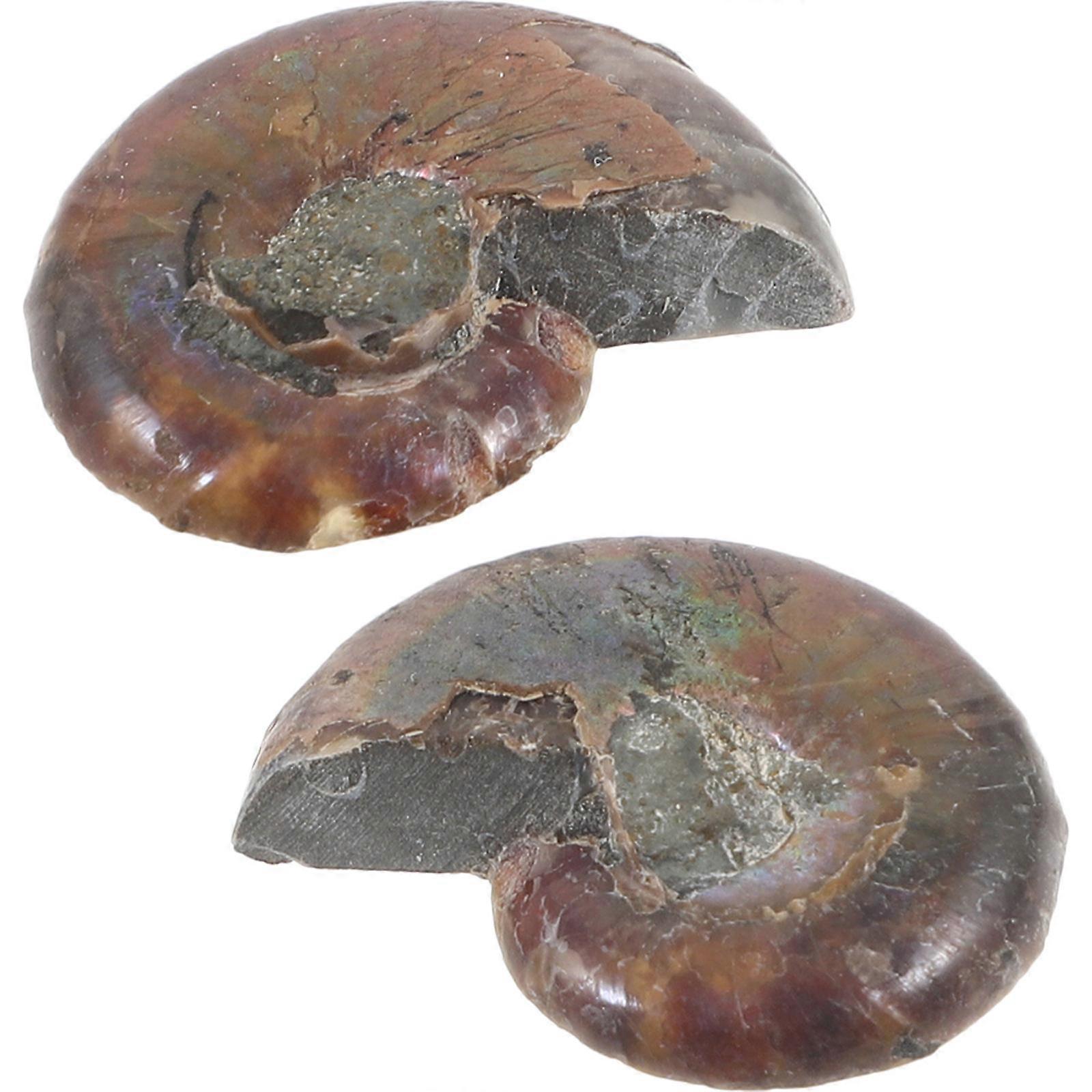 Ammonite Educational Specimen Model for Teaching 2Pcs Coffee Ammonite Ornament