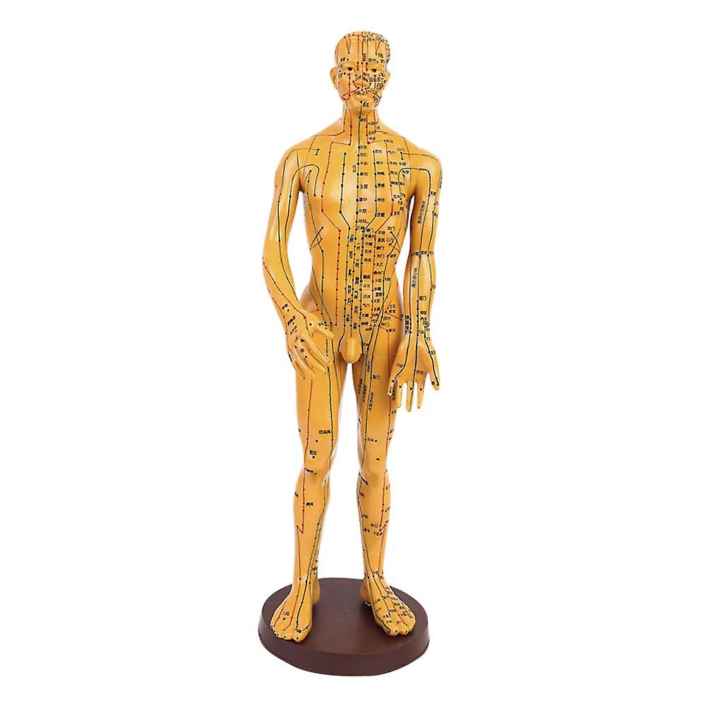 Acupoint And Meridian Human Body Model Small Bronze Men Model Learning #2