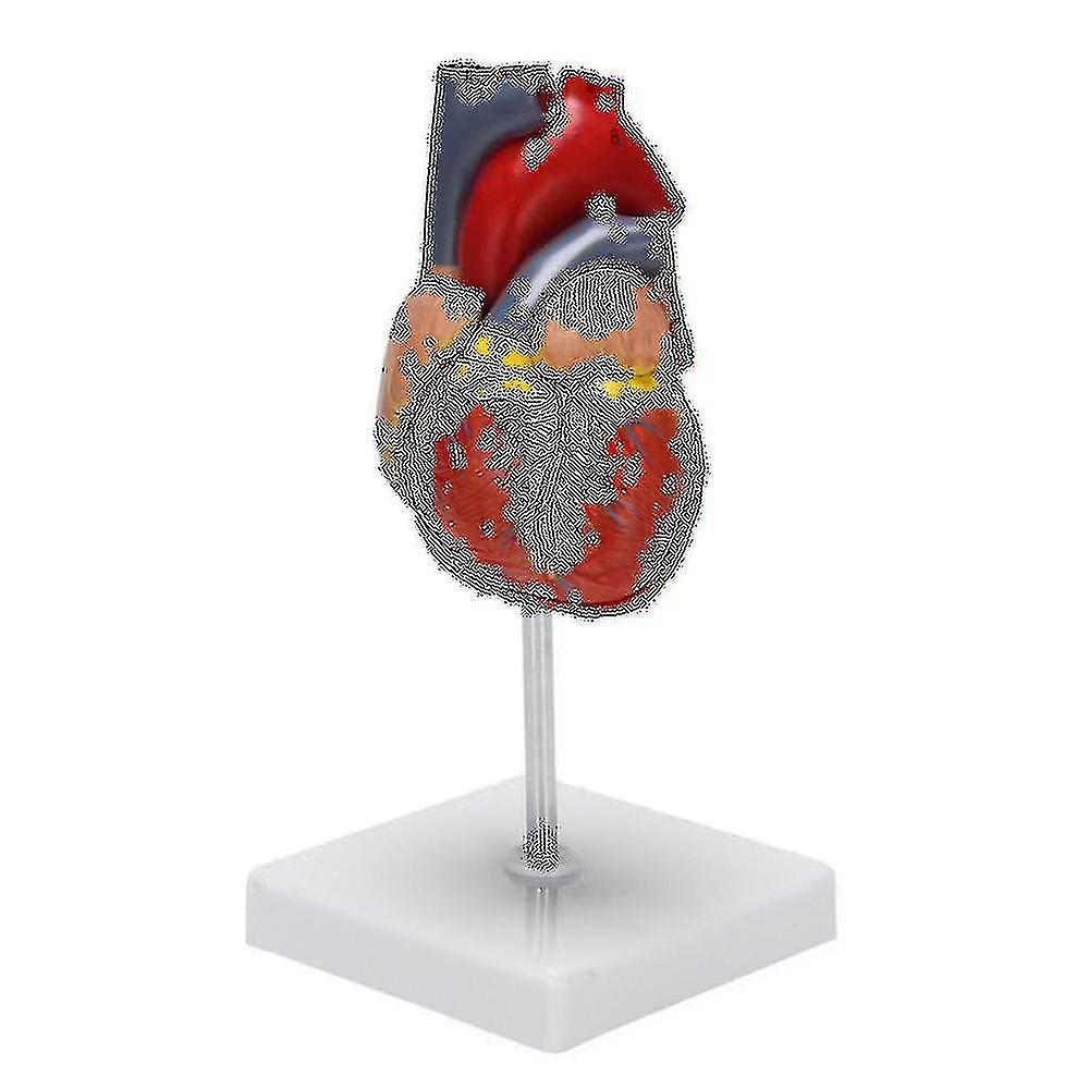 1: 1 Human Heart Model, Anatomically Accurate Heart Model Life Size Human Skeleton Anatomy Compatible Science Classroom Study Display Teaching Medical