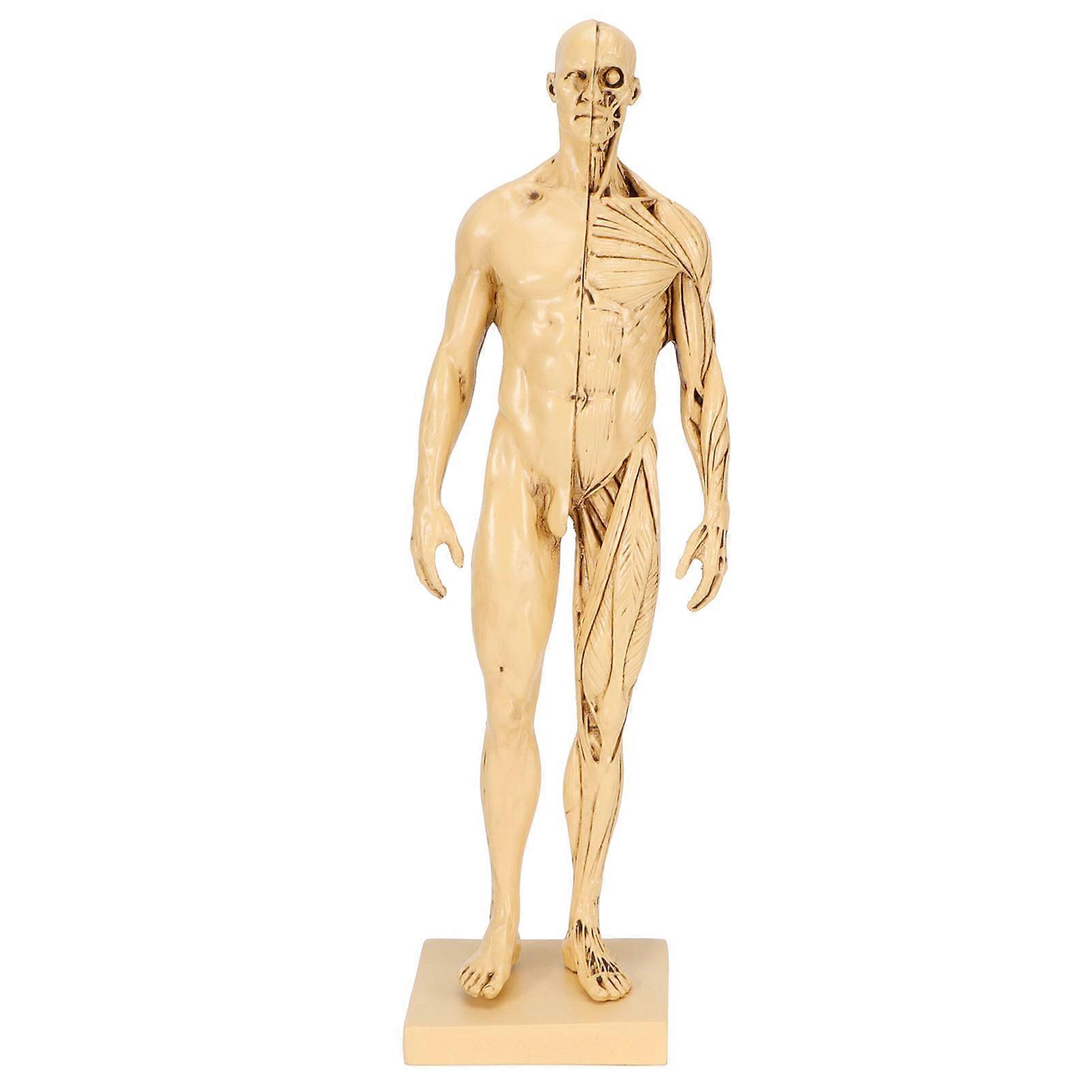 Mannequin Resin Human Muscle Model Sketching Teaching Drawing Male Body Anatomy Model