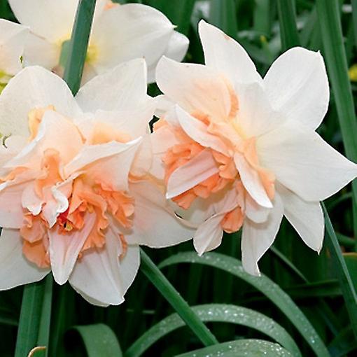 Narciso Repleto. Beleza requintada da primavera.