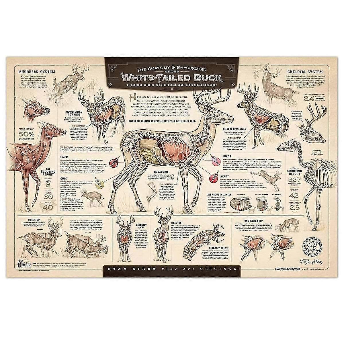 The Growth and Maturity of the White-Tailed Buck" Paper Print B