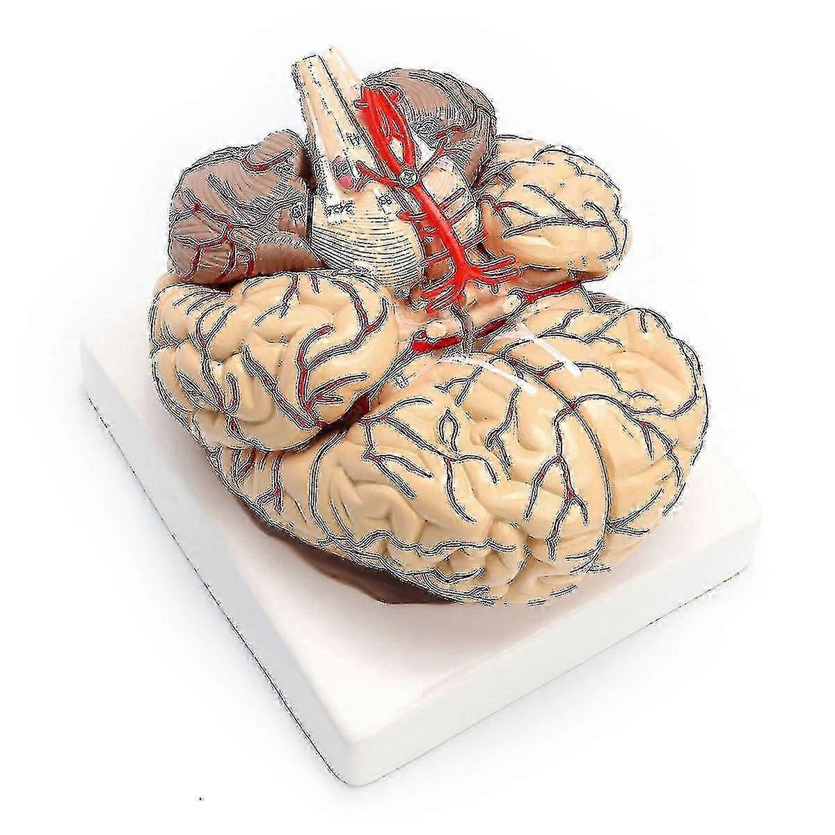 Life-size human anatomical brain model, PVC material, Assemblable, Suitable for various studies