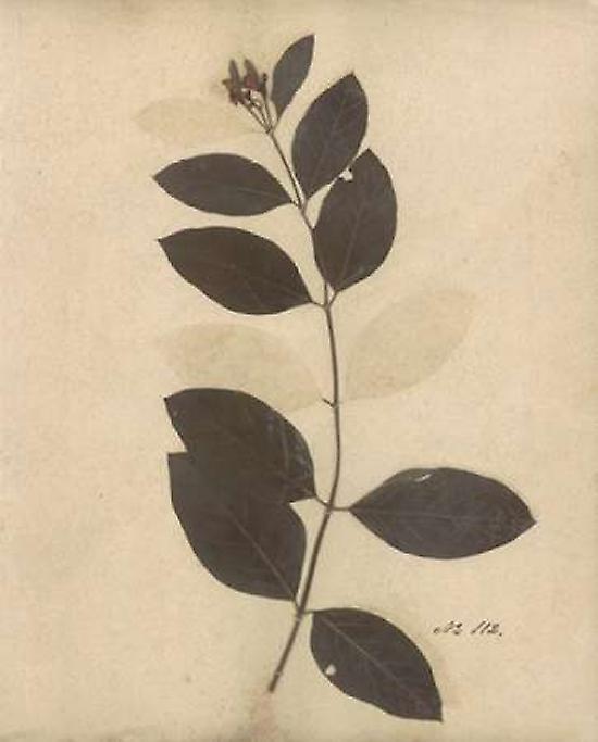Pressed Botanical I Poster