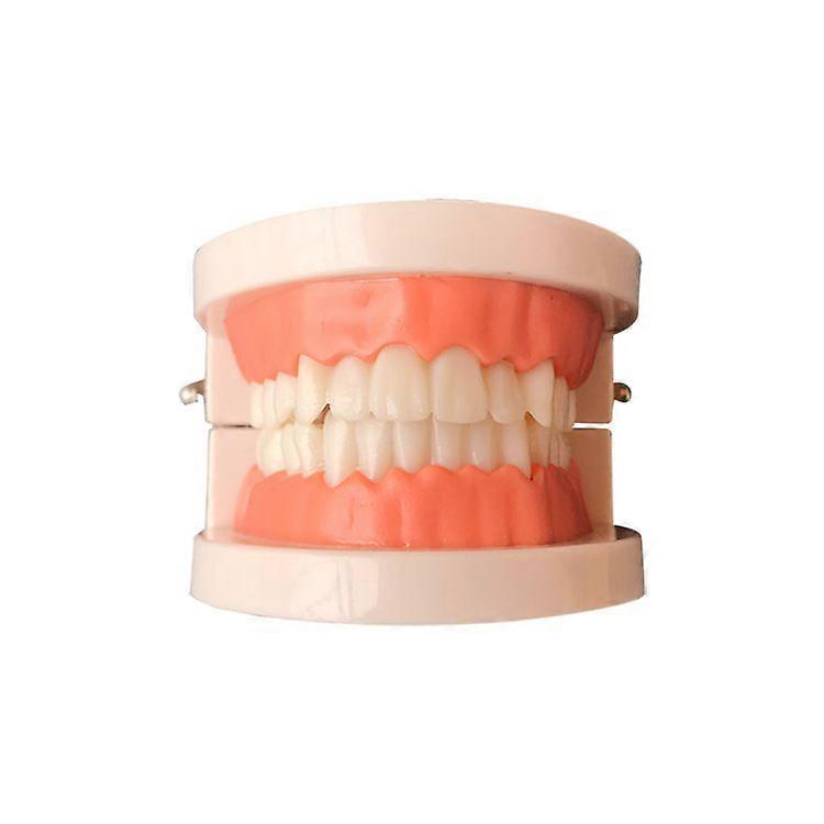 Tooth Models - 1 Piece Kids Brushing Educational Dental Teaching Learning Demonstration Model