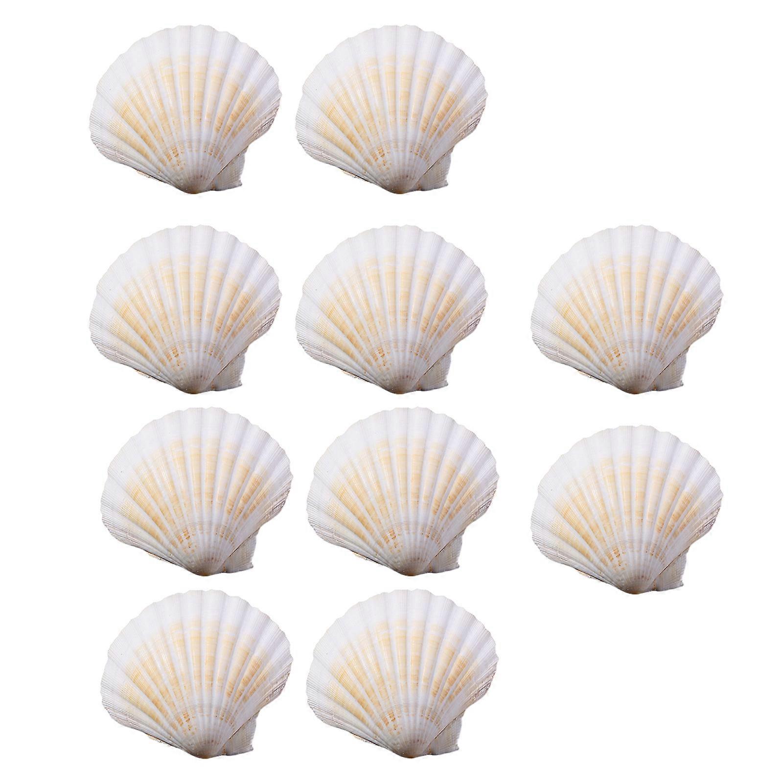 Ocean Inspired Scallops Shells 10 Pcs Craft Supplies Home Decoration for Crafting and Elegant Food Serving Daily Use Multicolor