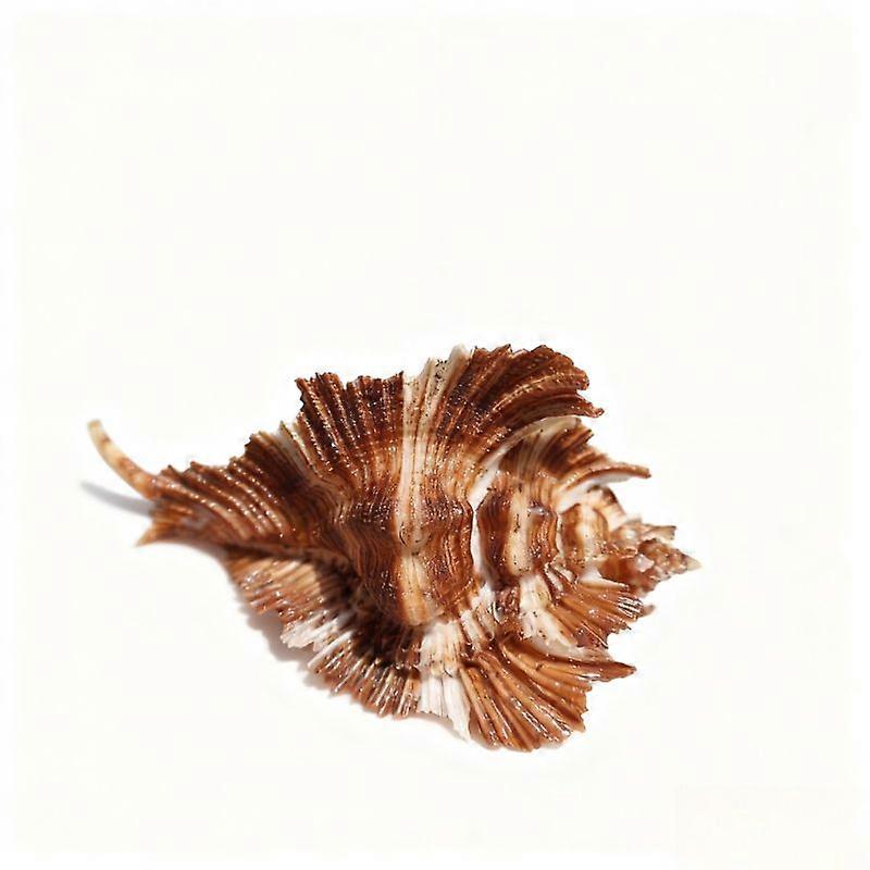 Natural Conchs Seashell For Fish Tank & Aquarium Landscaping