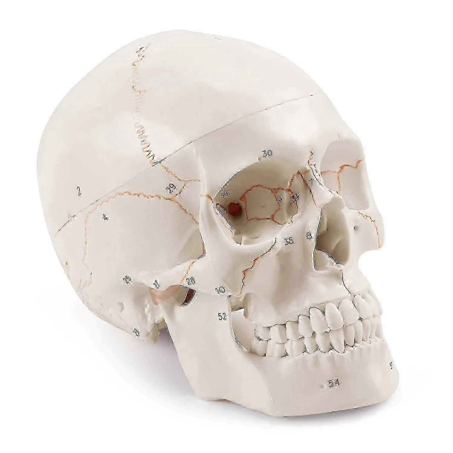 Anatomic Human Skull Model, 3-parte, numerotate, Life Size