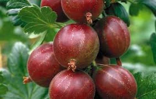 Soft Fruit Pack. (Small). Smaller Garden Size