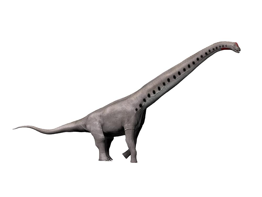 Sauroposeidon dinosaur. Poster