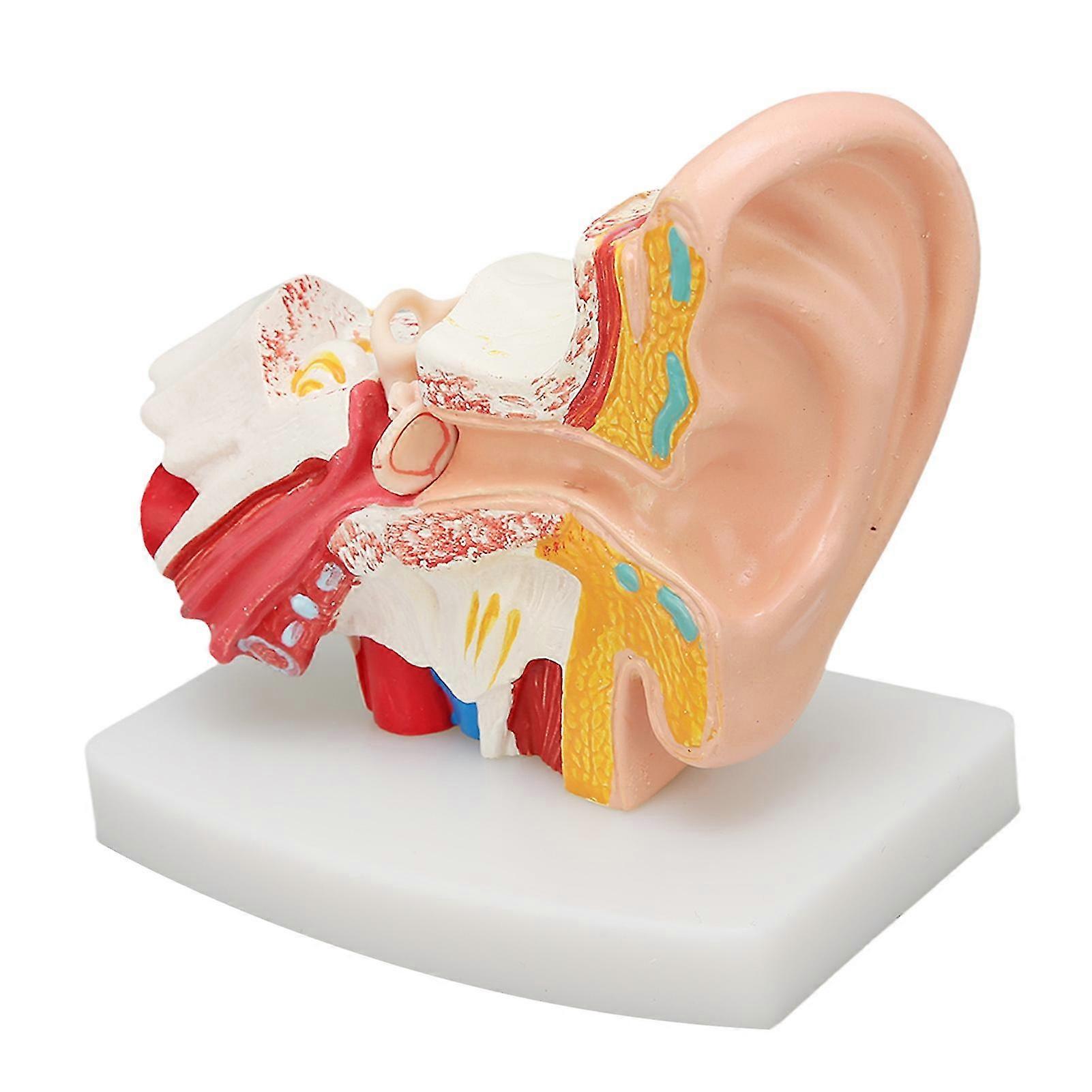 Anatomical Model for Education Display - Clear Structure Simulation of Human Inner Ear