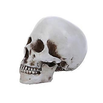Estátua de crânio em resina de alta qualidade - Modelo anatômico para fins educacionais e decoração de Halloween - Peça artesanal exclusiva