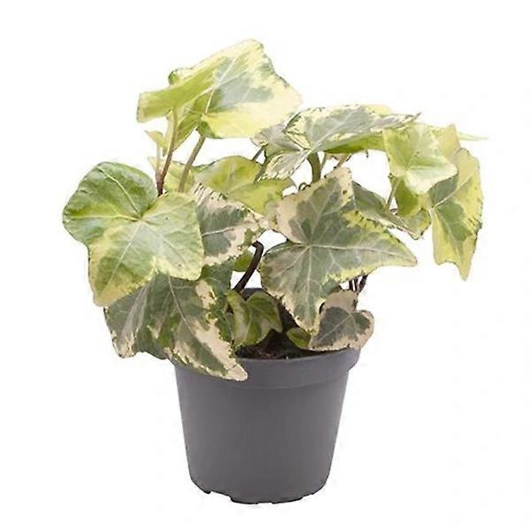 Hedera helix 'Esther' D6
