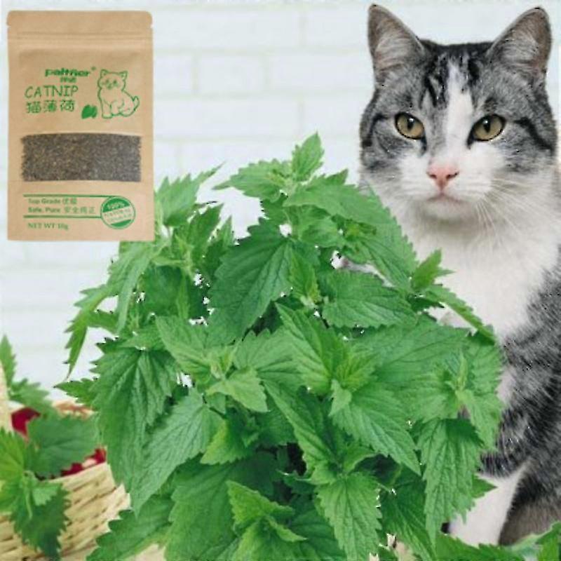 Pet Accessories Catnip Organic 100% Natural Premium Cattle Grass 10g Menthol Flavor Clean Teeth Healthy Funny Cat Toys