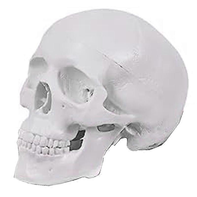 Mini Human Skull Model, 3 Parts Anatomical Skull Model