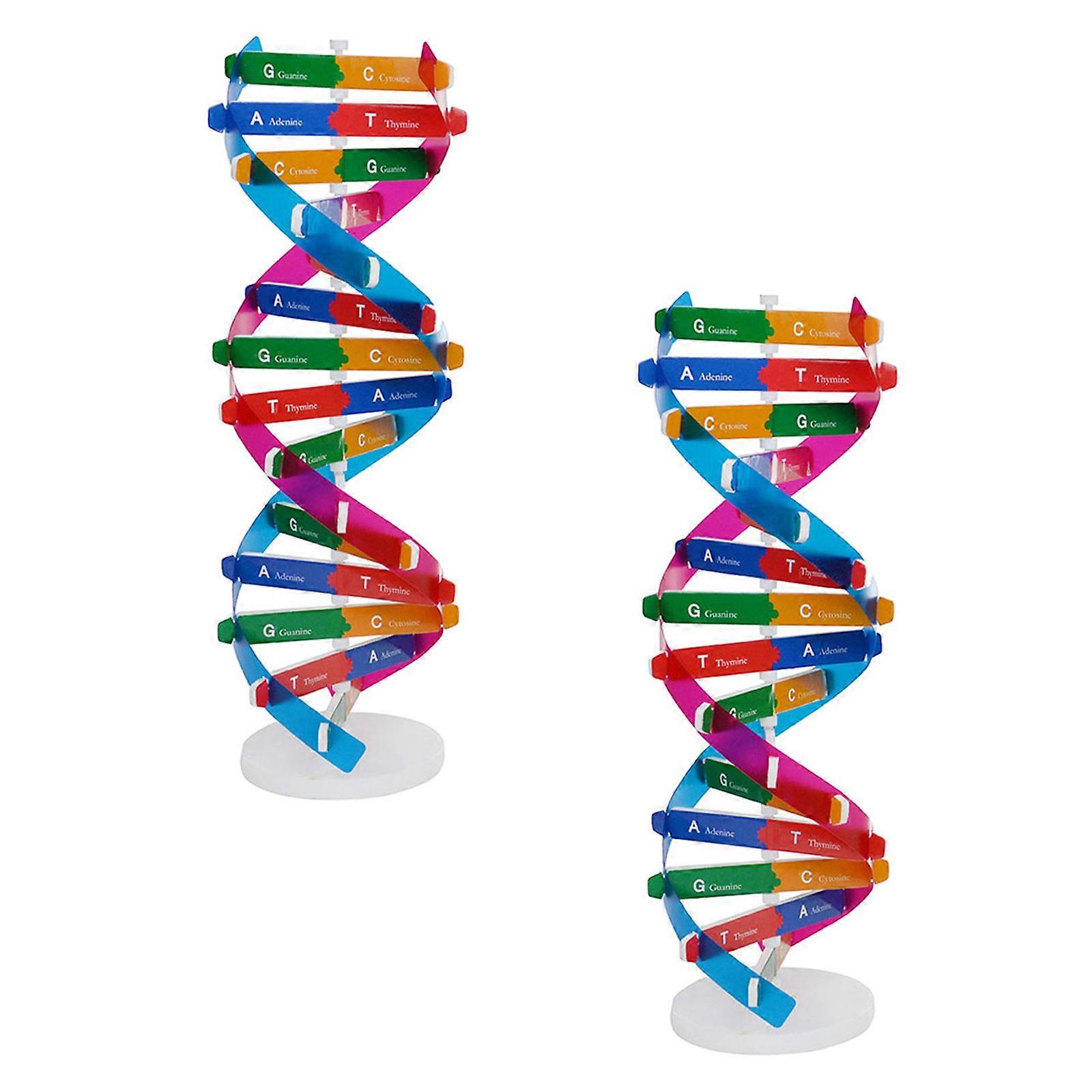 Dna Teaching Aids Double Helix Model for Scientific Study 2Pcs