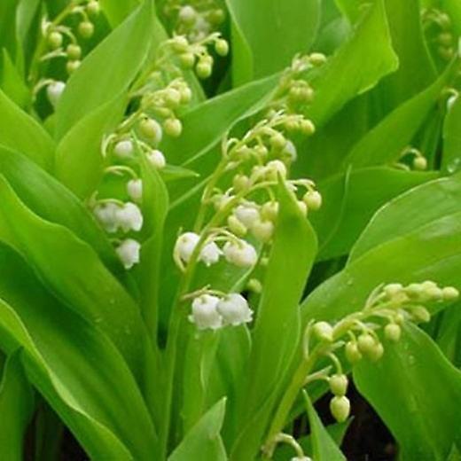 Convallaria Majalis. Liljekonvalj.