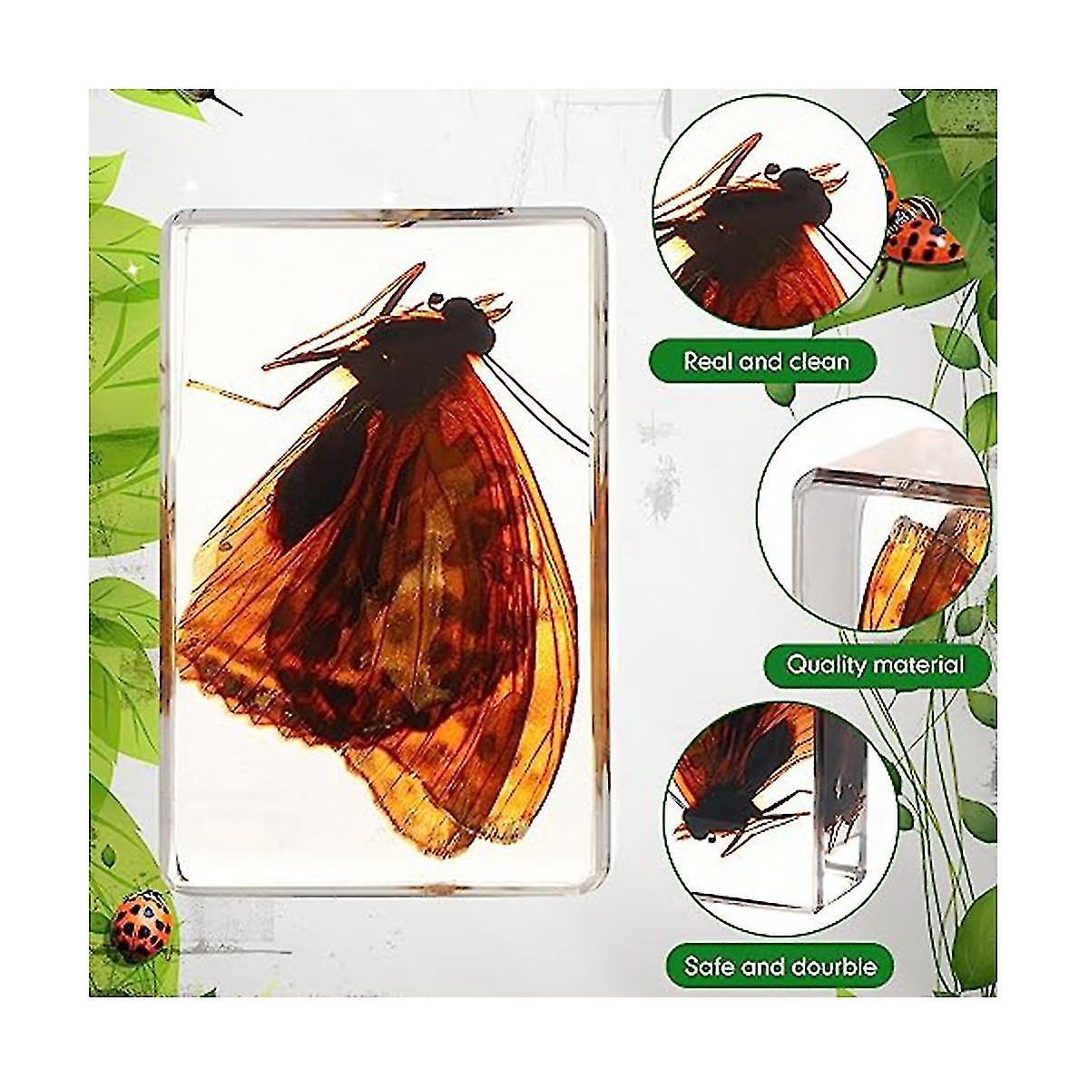 50pcs Insect In Resin Bulk Specimen Bugs Collection Different Specimen ...
