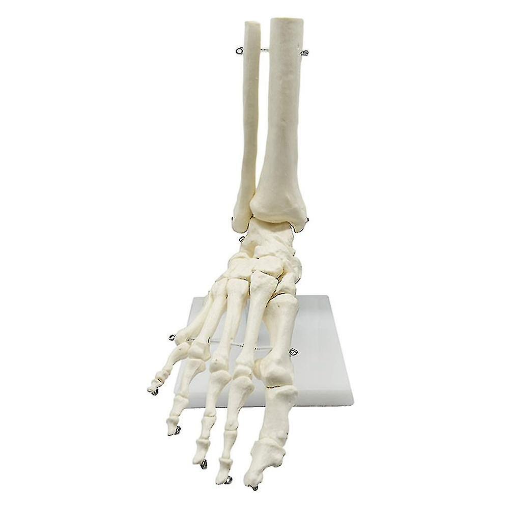 1 :1 Squelette Humain Pied Anatomie Modèle Pied Et Cheville Avec Modèle Anatomique Anatomie Enseignement Resourc-YUHAO