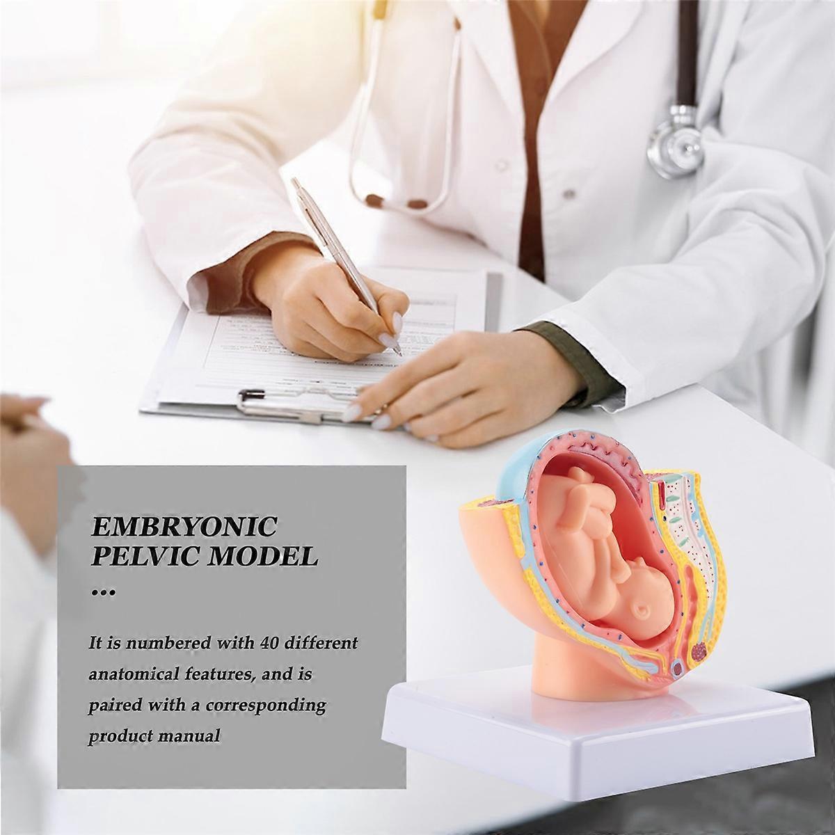 Human Pregnancy Fetal Development 9Th Month Embryonic Pelvic Model